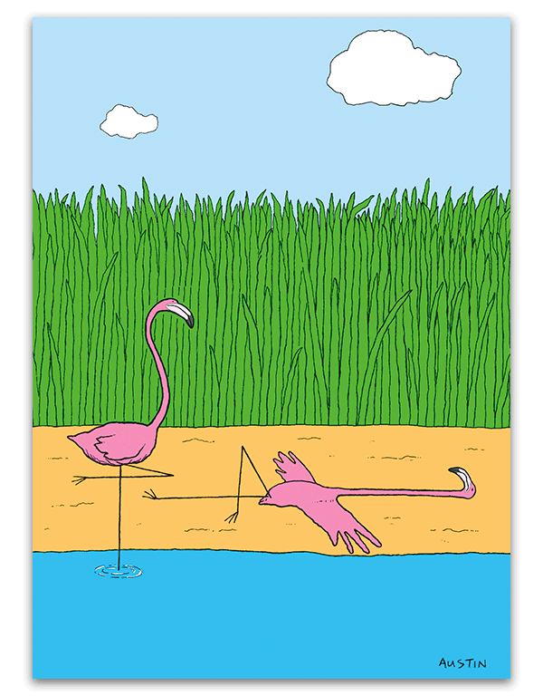 Flamingos